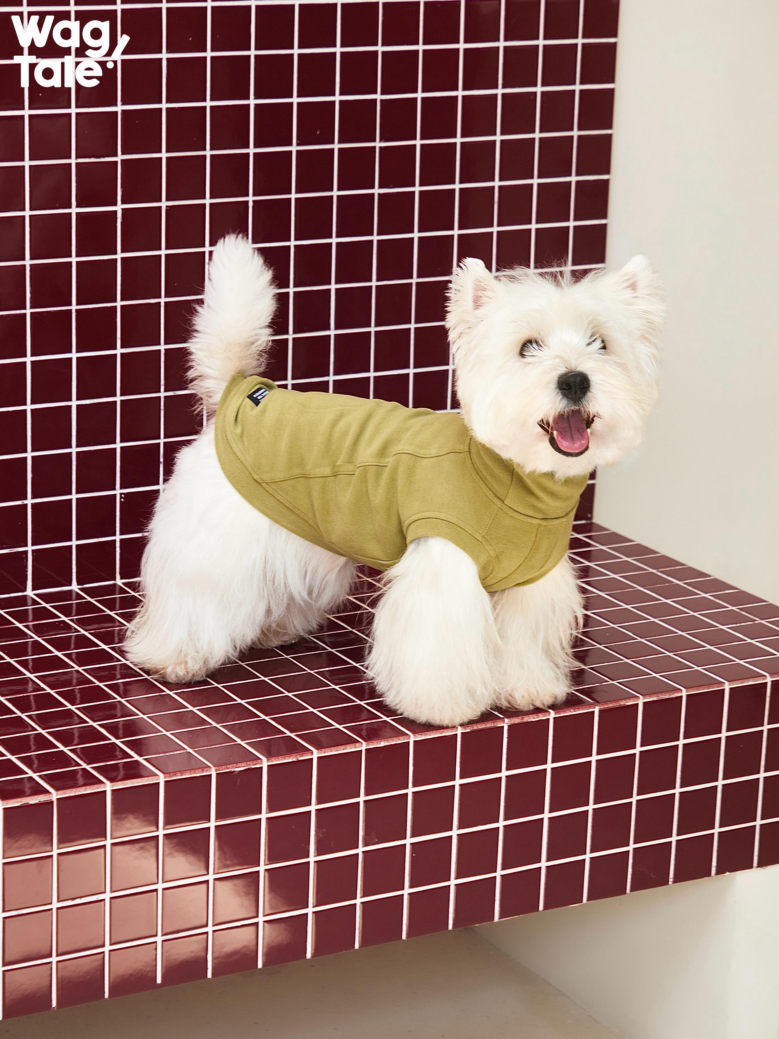 West Highland White Terrier wearing an olive green self-heating dog jumper with a high-neck design, showing a clean solid color fit and lightweight warmth.
