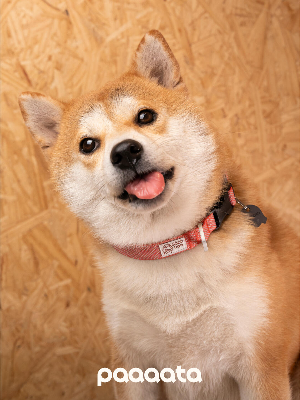 Shiba Inu wearing a red dog collar with adjustable woven webbing, a secure plastic buckle, and a hanging ID tag, designed for comfortable everyday wear.