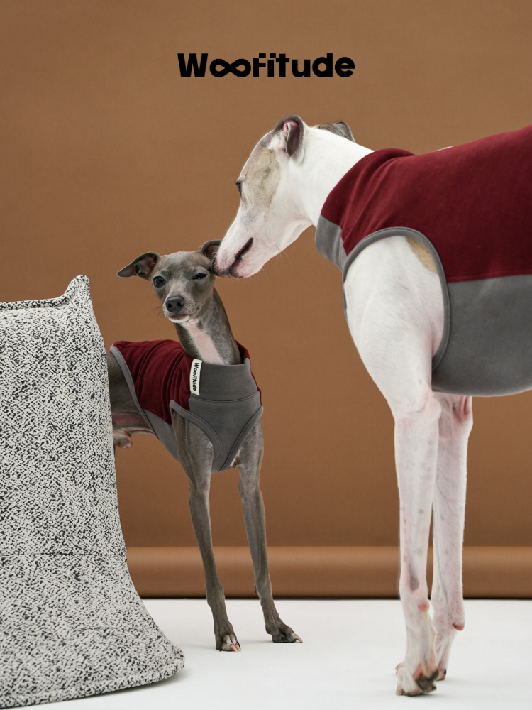 Sighthound and puppy wearing soft fleece dog vests, facing each other in a studio environment.