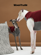 Sighthound and puppy wearing soft fleece dog vests, facing each other in a studio environment.