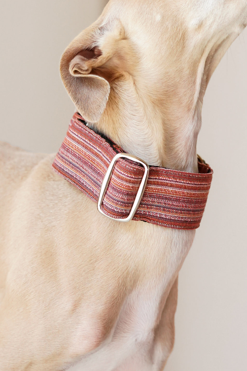 Close-up of a sighthound neck wearing a wide martingale collar; striped fabric band and metal adjustment slider detail highlight a secure, no-slip design.