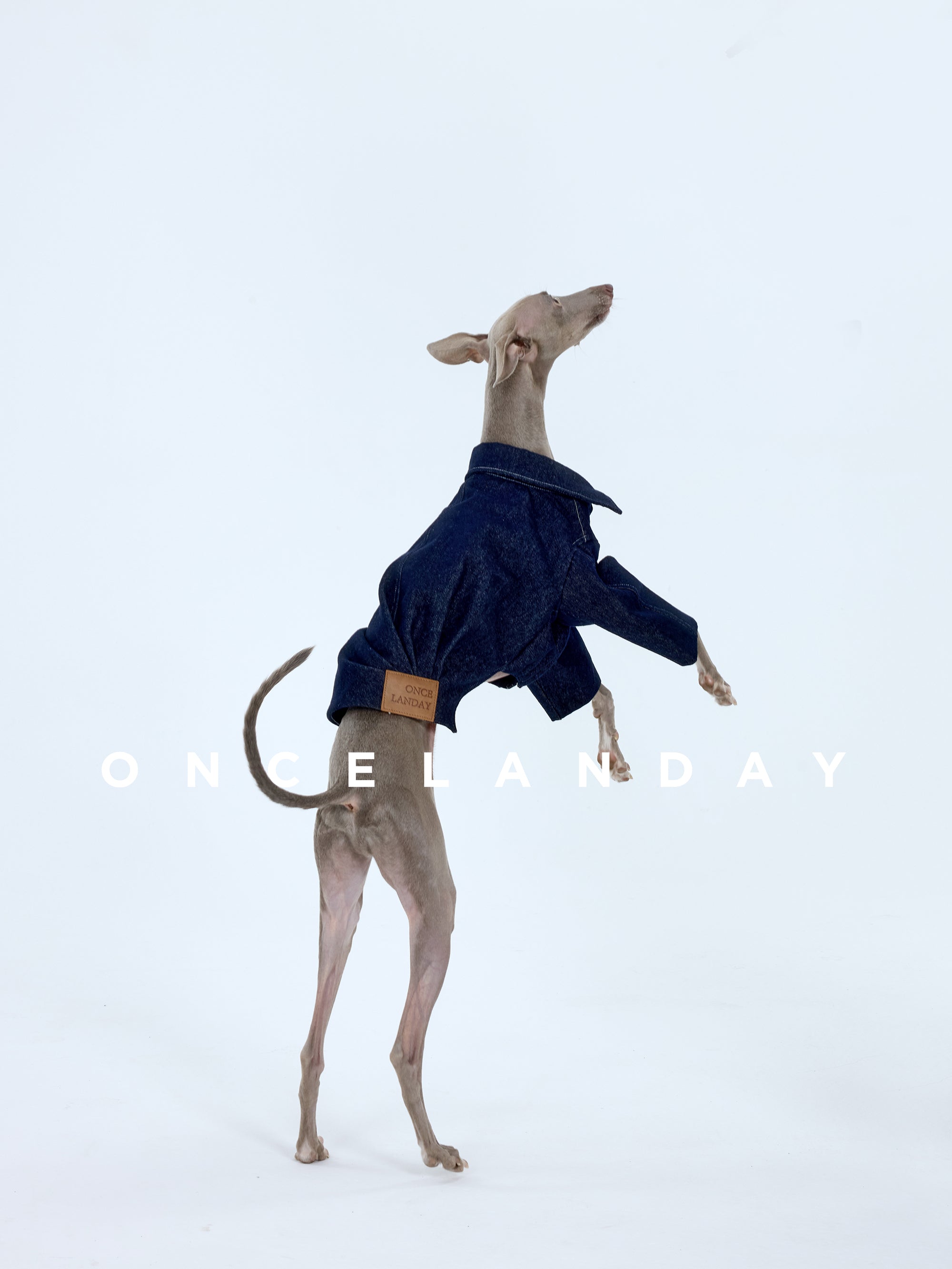 Italian Greyhound jumping on a white studio background while wearing a denim dog jacket, showing the flexible fit and balanced silhouette designed for sighthound movement.