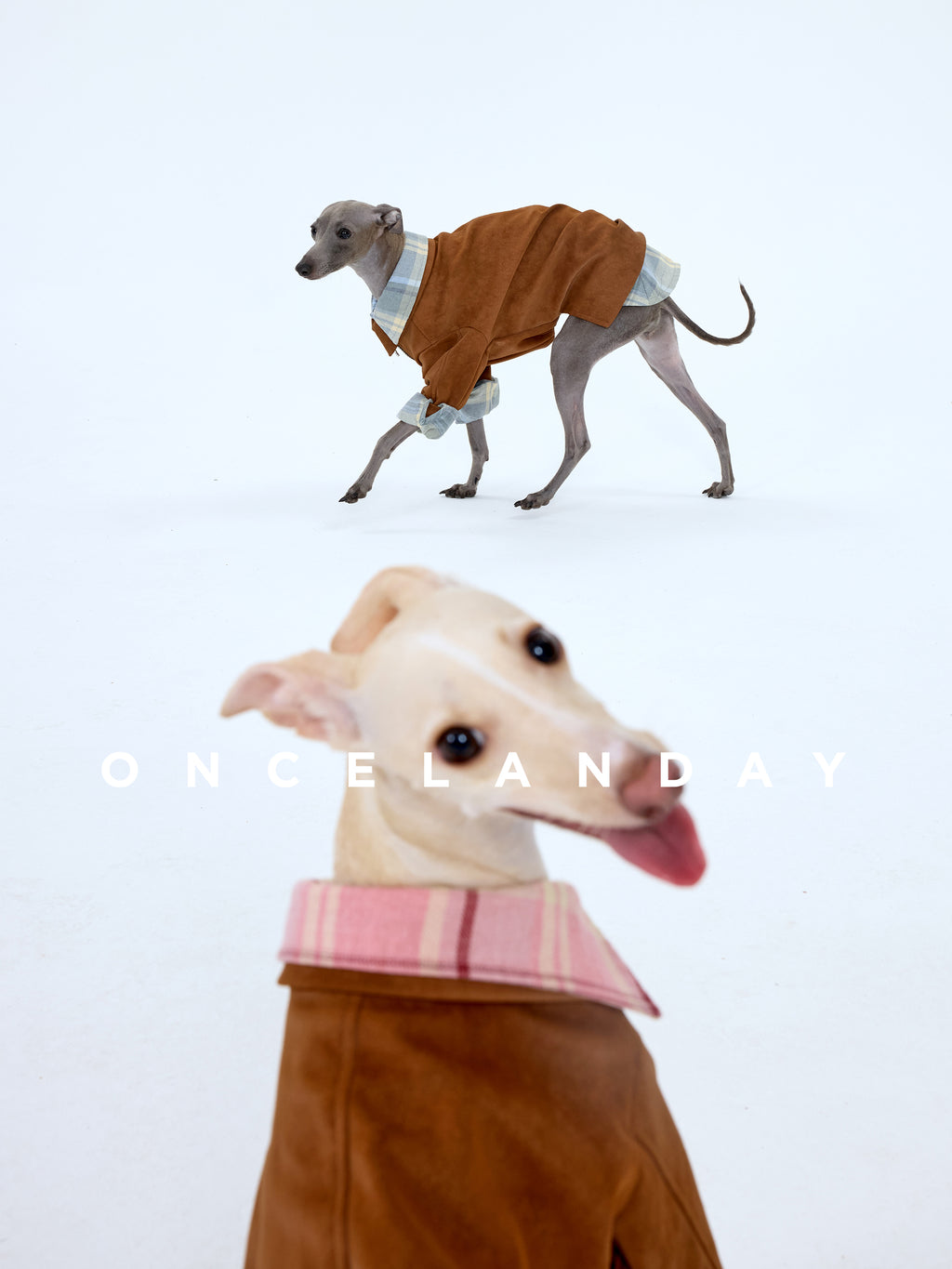Whippet in a brown suede-textured dog jacket on a white studio background, showing the blue plaid collar and cuff details, with a close-up foreground dog creating depth of field.