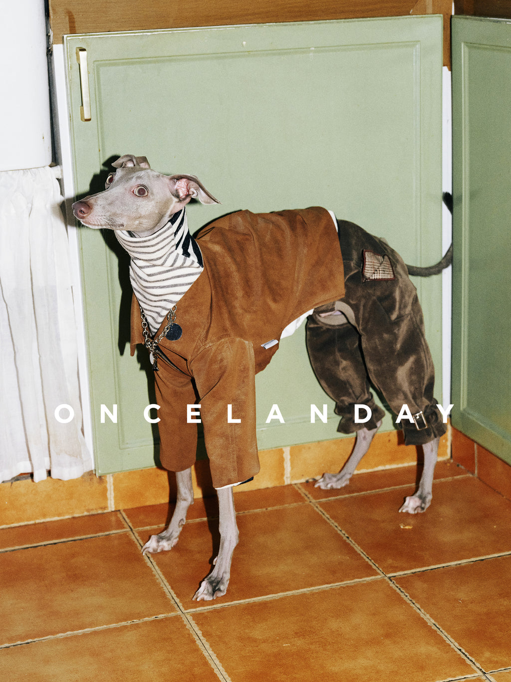 Sighthound wearing a caramel brown jacket layered over a striped base, paired with flocked cotton dog winter pants in a kitchen setting, designed for Italian Greyhound and Whippet body proportions.