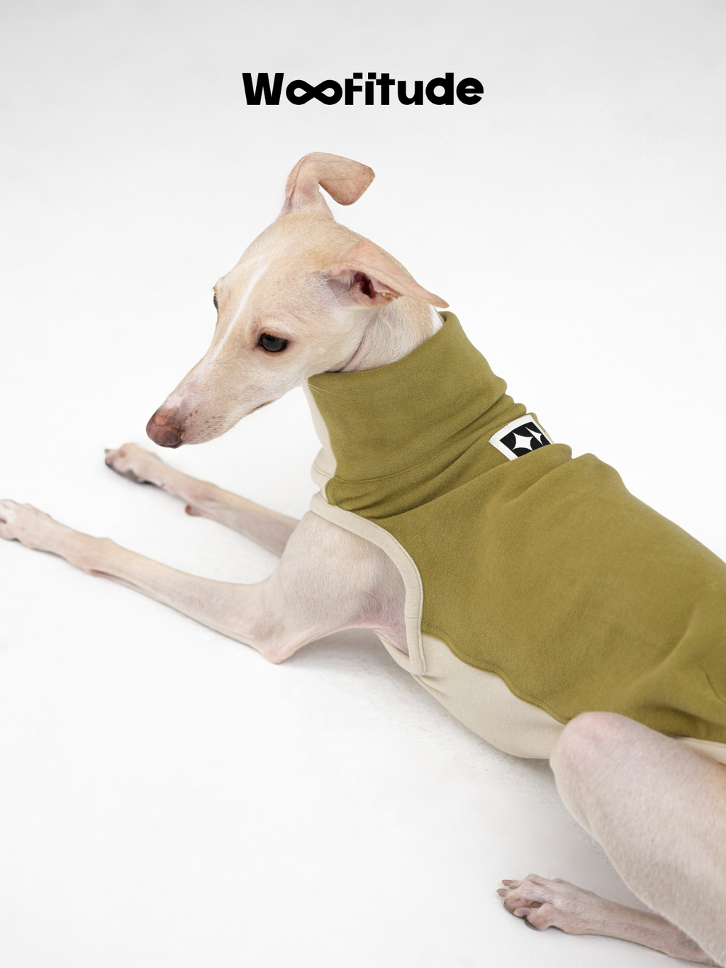 Sighthound lying down while wearing a dog vest, showing back coverage and smooth fabric surface.