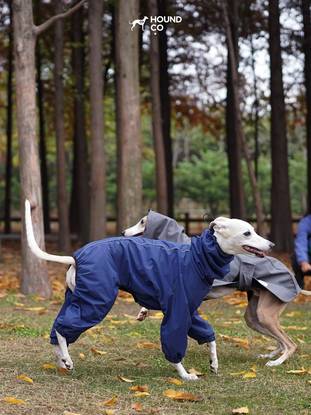 Sighthound running freely in a full-body snowsuit, demonstrating flexibility and unrestricted movement outdoors.