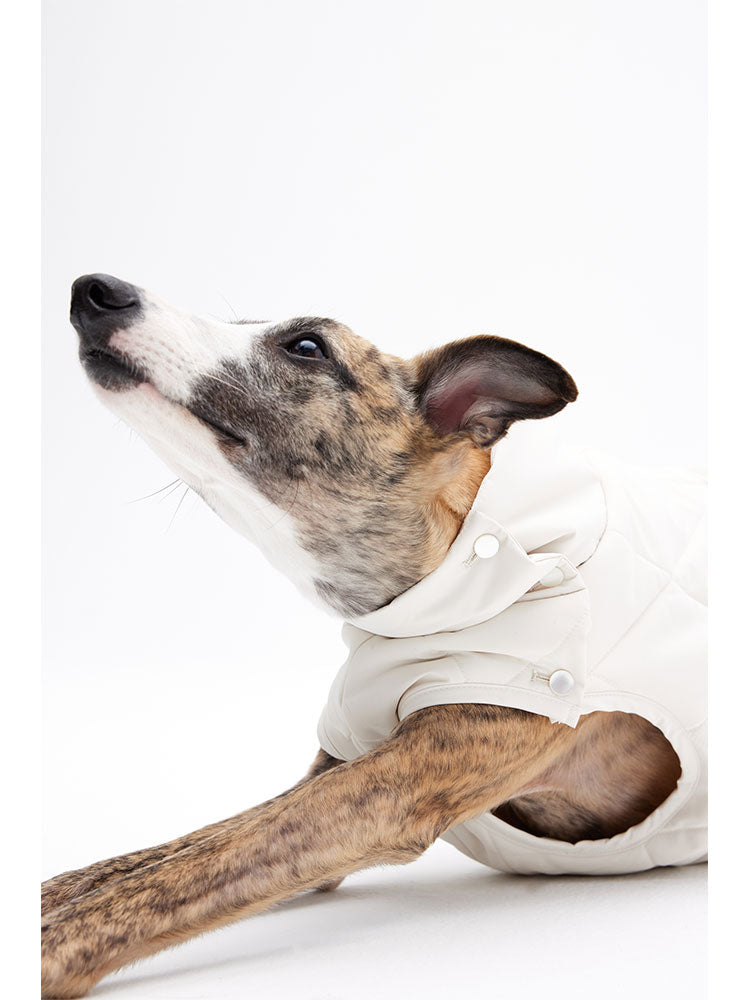 Dog stretching while wearing a sleeveless quilted vest, demonstrating comfort and mobility