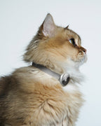 Slim profile aluminum AirTag holder sitting flat on a cat collar