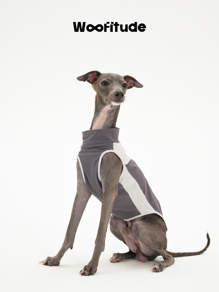 A slim dog sits upright wearing a slim fit dog vest in dark grey with contrast panels, showing a streamlined silhouette and clean armhole binding