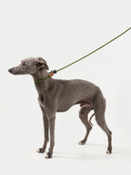 Greyhound wearing a green slip dog leash in a studio full-body side view, showing the no-pull training leash loop around the neck.