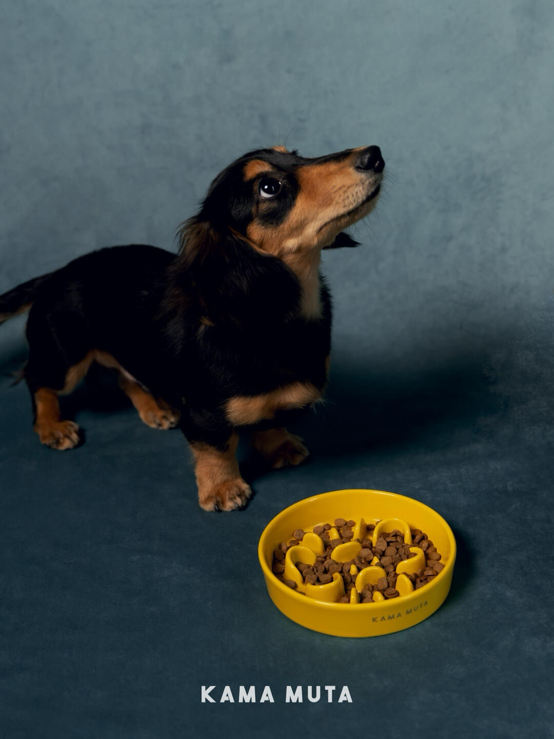 Small dog standing beside a yellow ceramic slow feeder dog bowl that encourages slower, more controlled eating.
