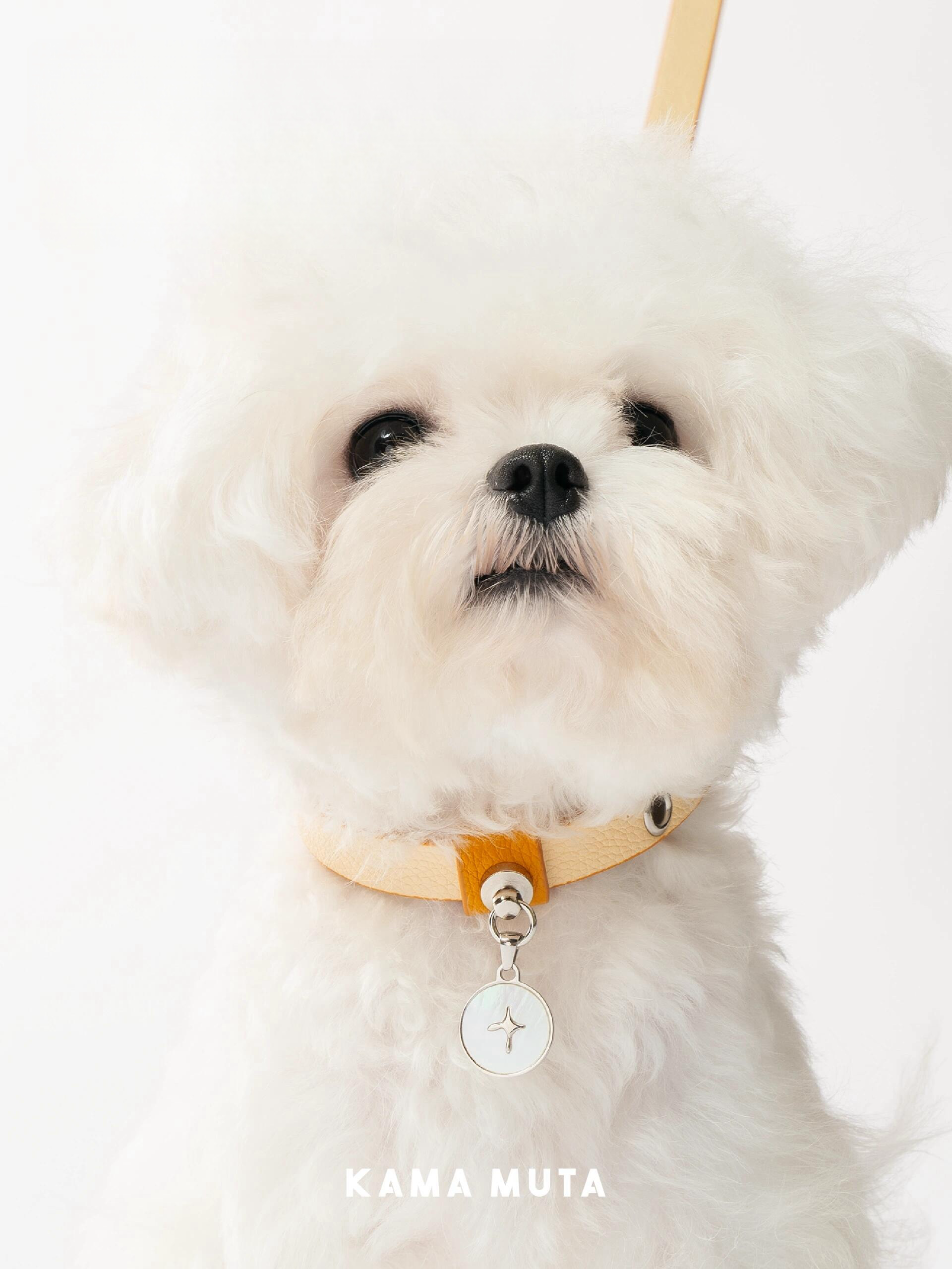 Small dog wearing a lightweight leather collar with a round mother-of-pearl charm