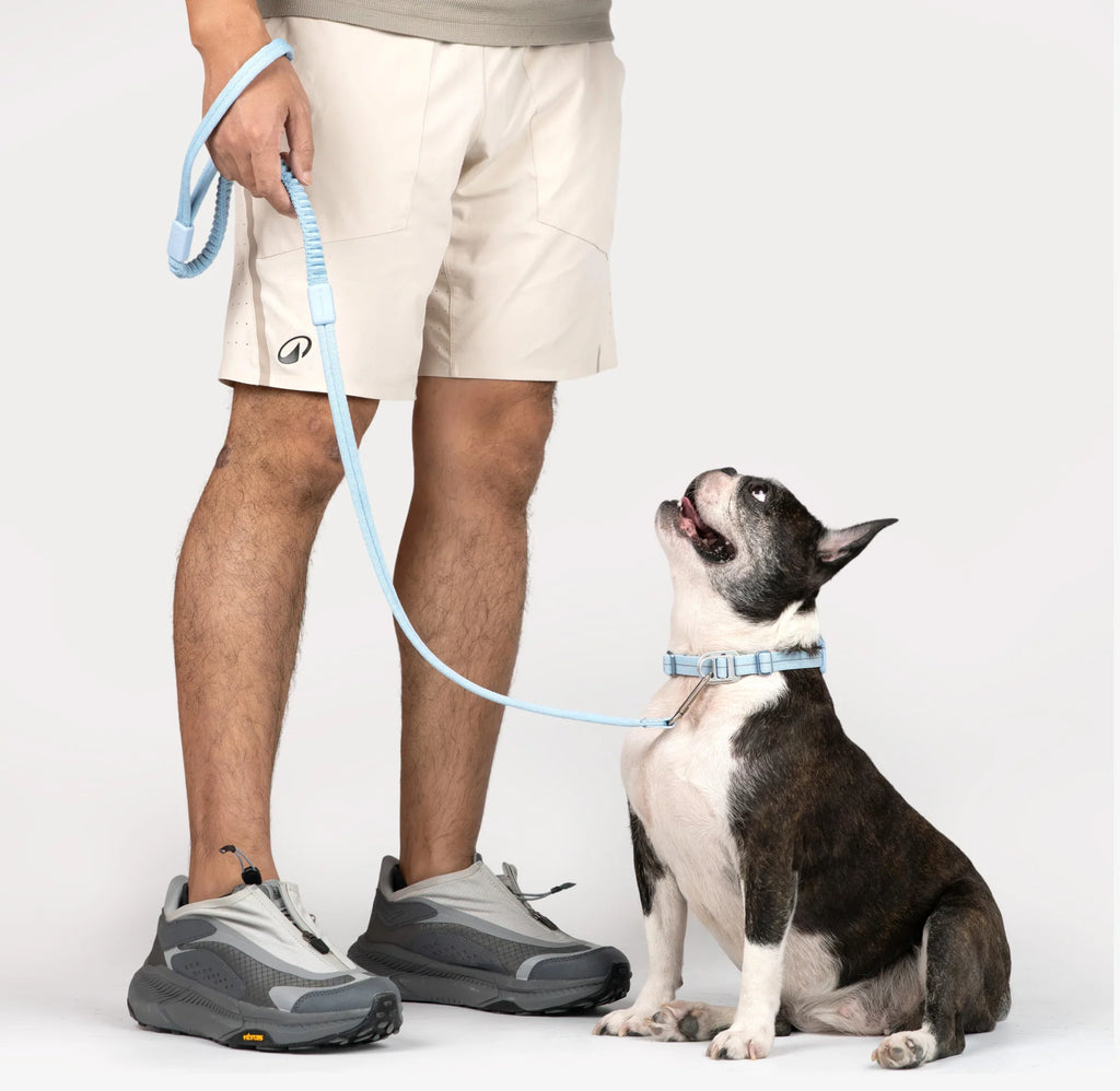 A small dog sitting beside a person’s legs, looking up while wearing a collar and attached to a light blue dog leash hanging loosely
