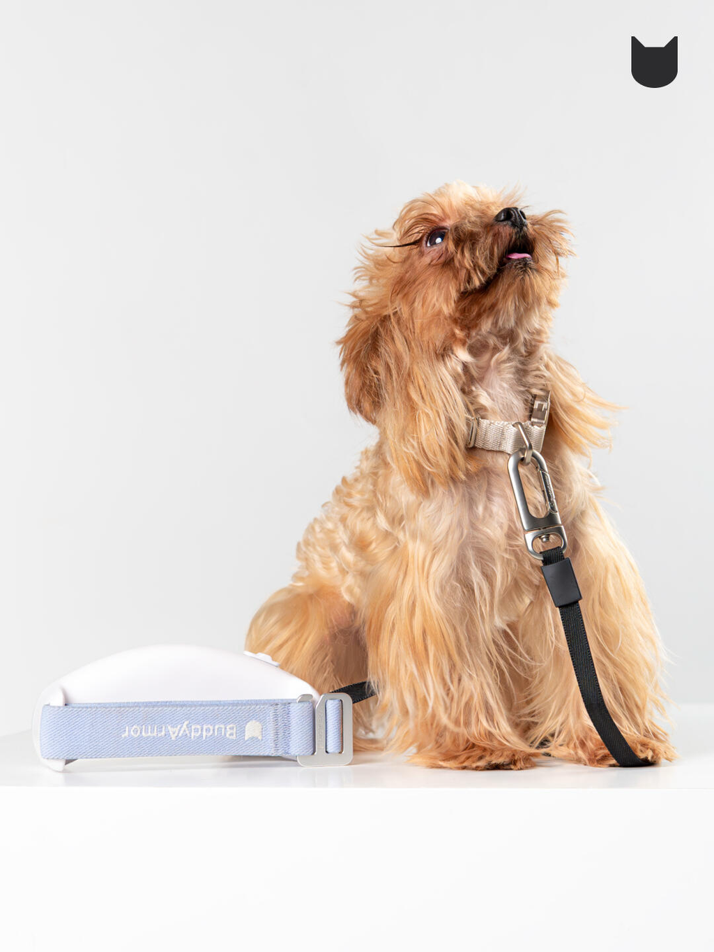 Small dog sitting next to a white retractable dog leash placed on the floor