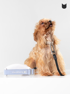 Small dog sitting next to a white retractable dog leash placed on the floor