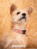 Small long-haired dog wearing a red adjustable dog collar with a side-release buckle, shown from the front with the collar clearly visible around the neck.