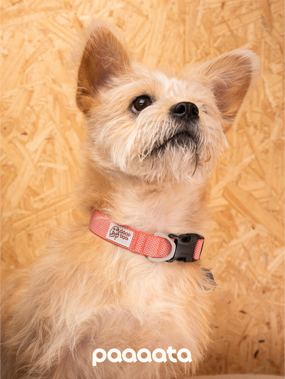 Small long-haired dog wearing a red adjustable dog collar with a side-release buckle, shown from the front with the collar clearly visible around the neck.