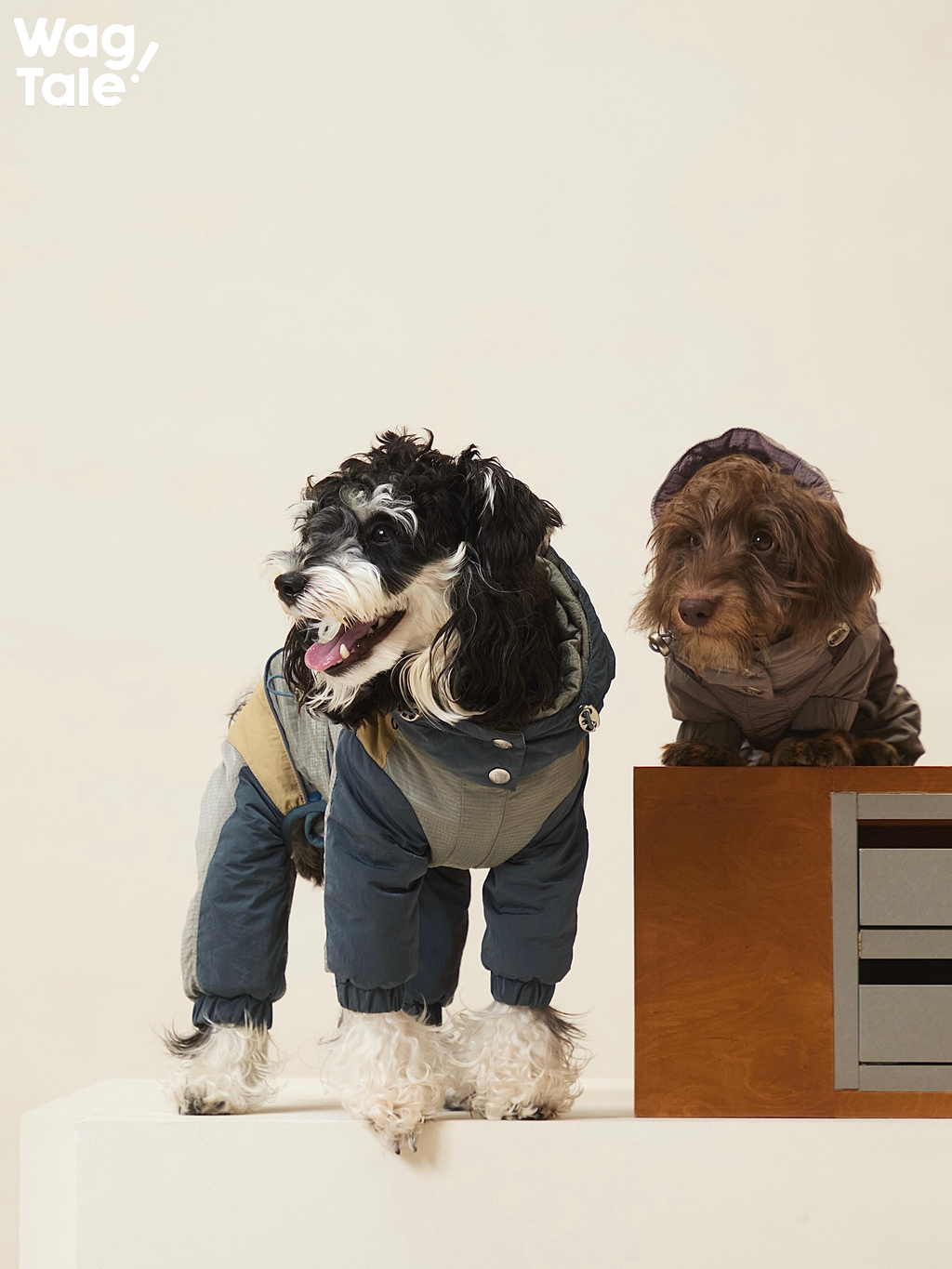 Two dogs in studio wearing Snowy Forest 2.0 insulated dog suits; a blue-grey four-leg winter jumpsuit on the left and a purple hooded dog suit resting on a cabinet.、