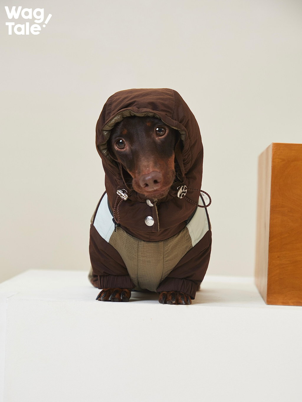 Front view of a dachshund sitting in the Snowy Forest 2.0 hooded dog suit; adjustable drawstrings and insulated panels provide extra protection in cold conditions.