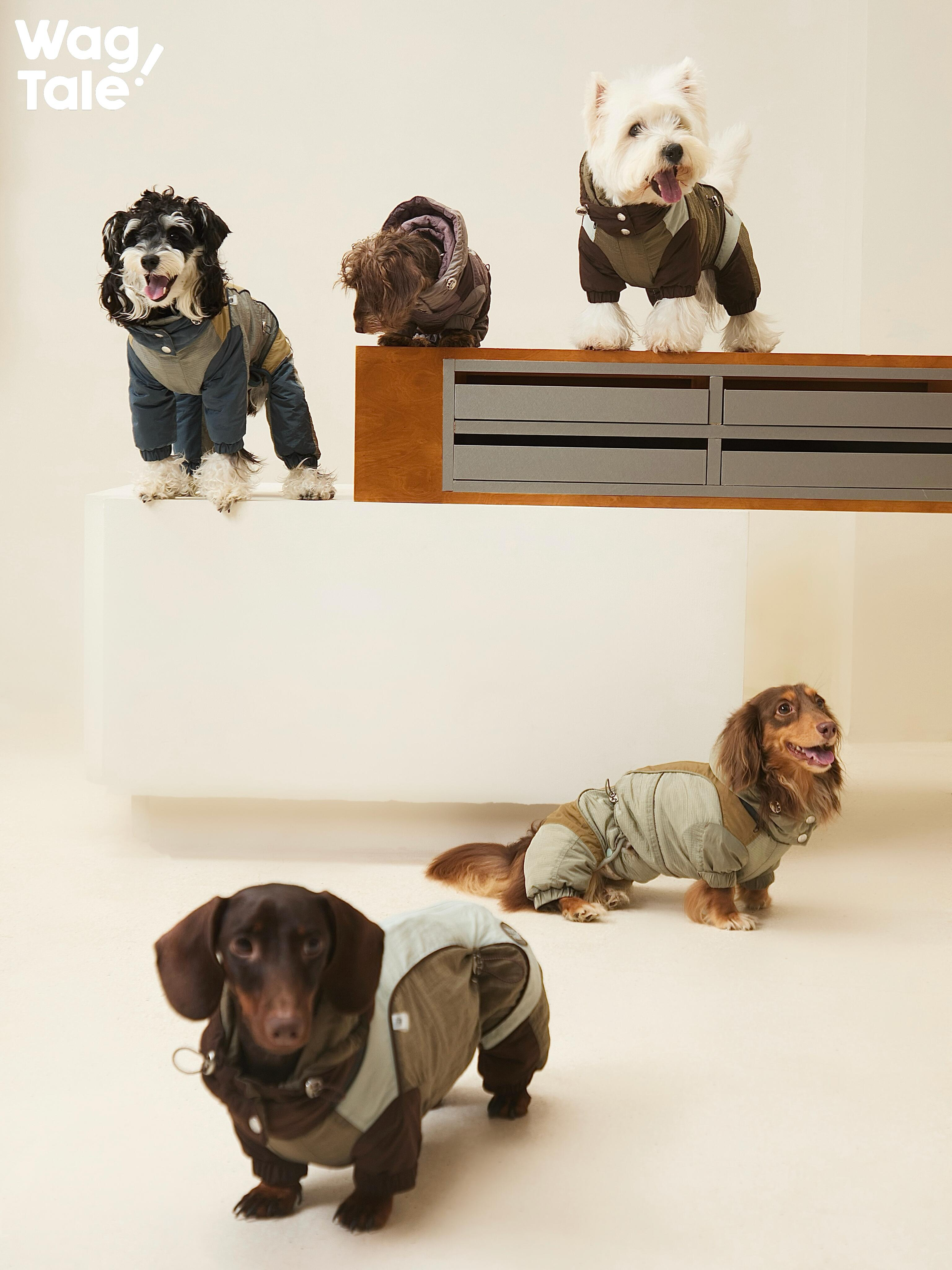 Lookbook scene featuring multiple dogs in Snowy Forest 2.0 insulated dog suits; color-block panels and full-body coverage highlight a lightweight cold weather dog outfit.