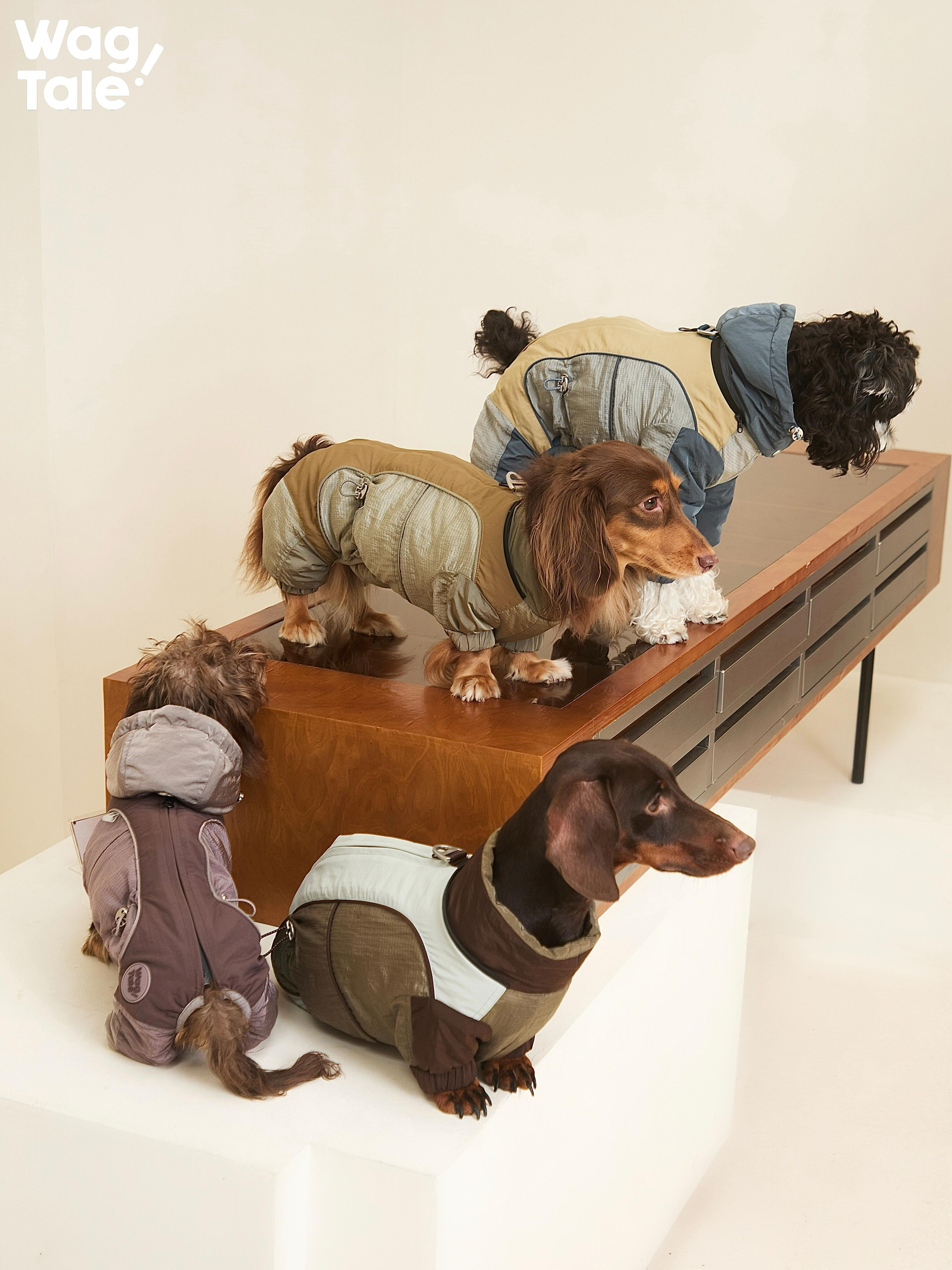 Group photo of four dogs wearing Snowy Forest 2.0 winter dog suits in mixed colorways; four-leg insulated design shown across different breeds for cold-weather walks.