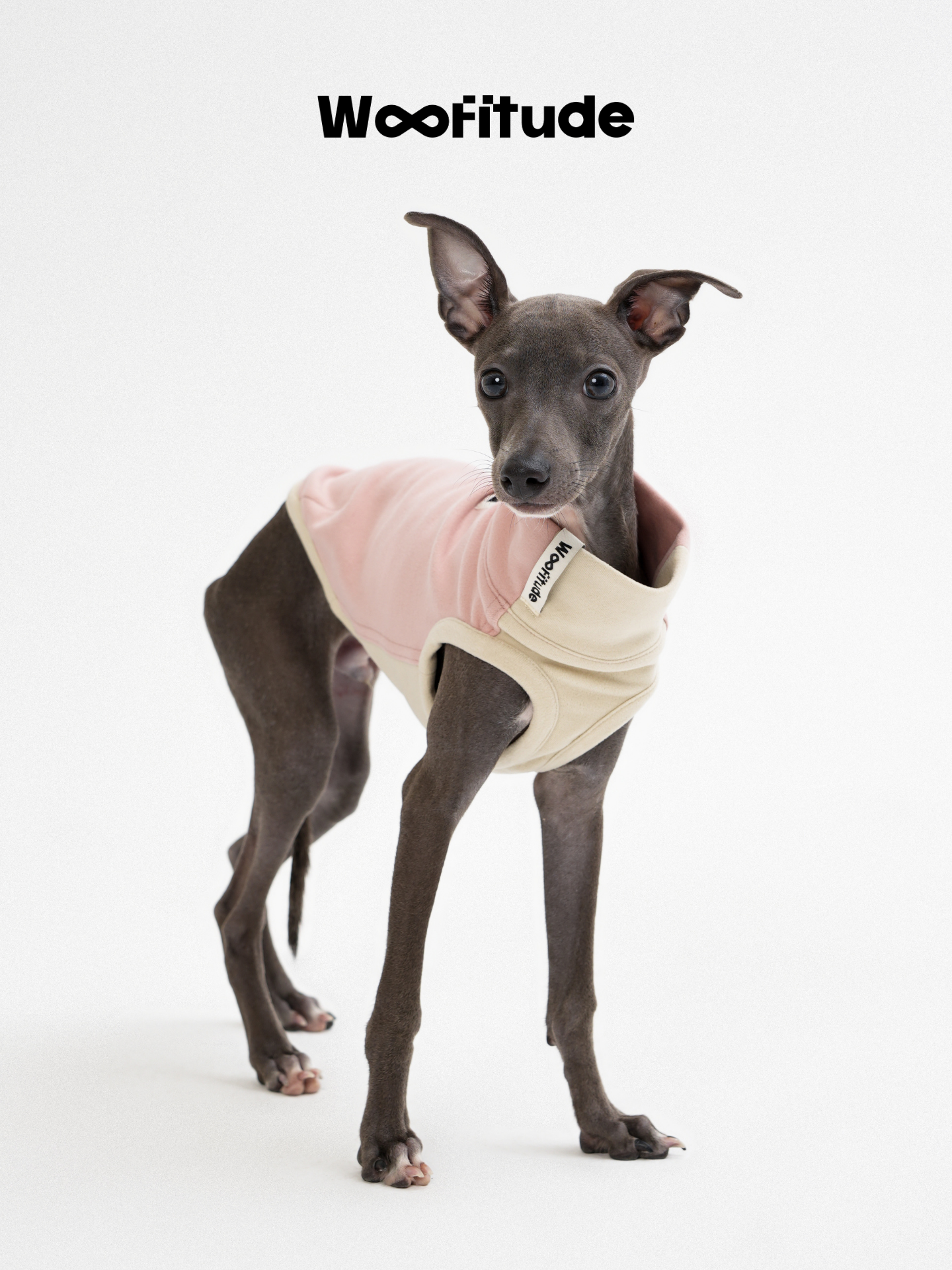 Italian Greyhound puppy wearing a soft fleece dog vest with color-block design, offering lightweight warmth and comfort.