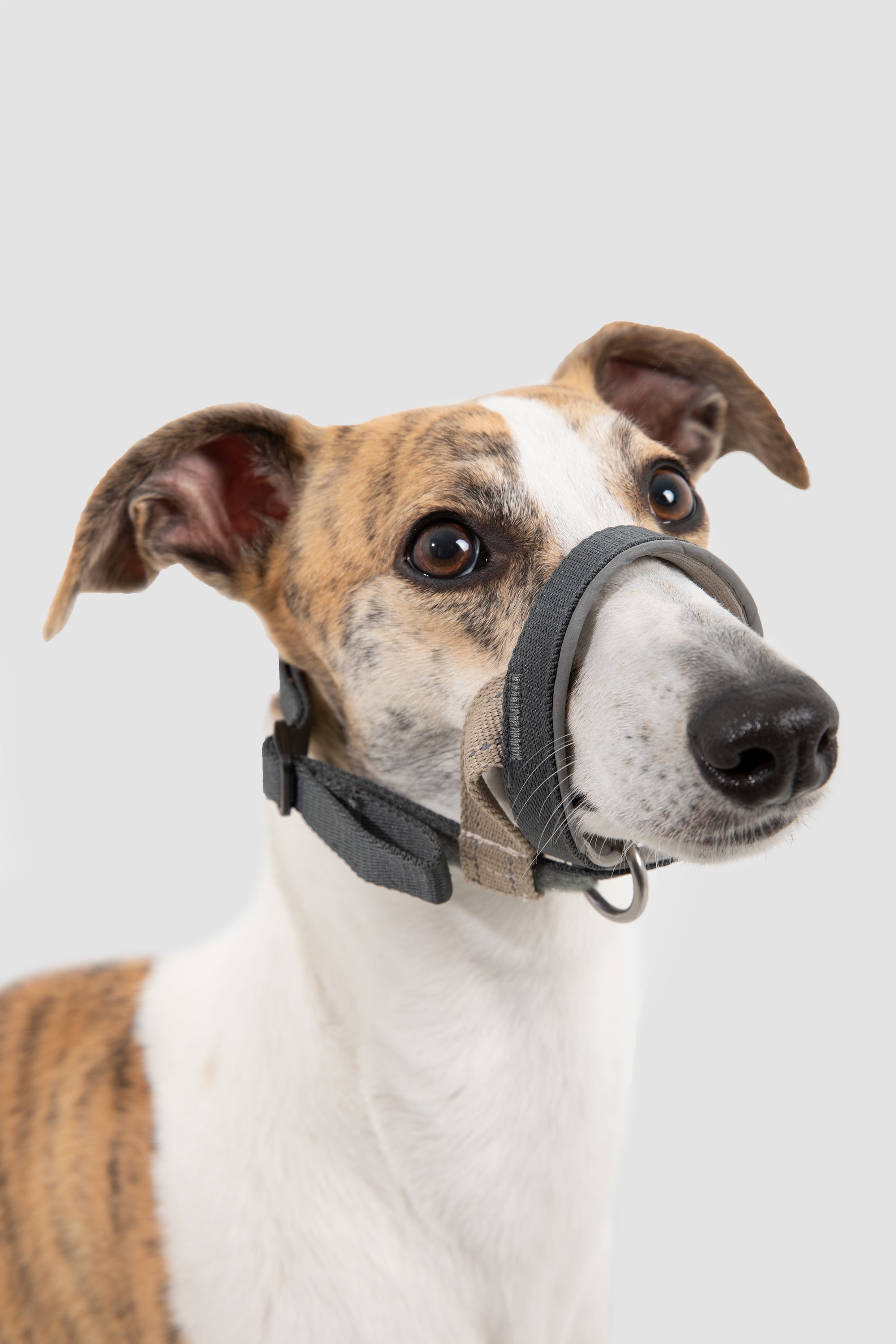 Studio close-up of a dog wearing a soft padded nose loop head collar, highlighting the strap texture and front D-ring detail.