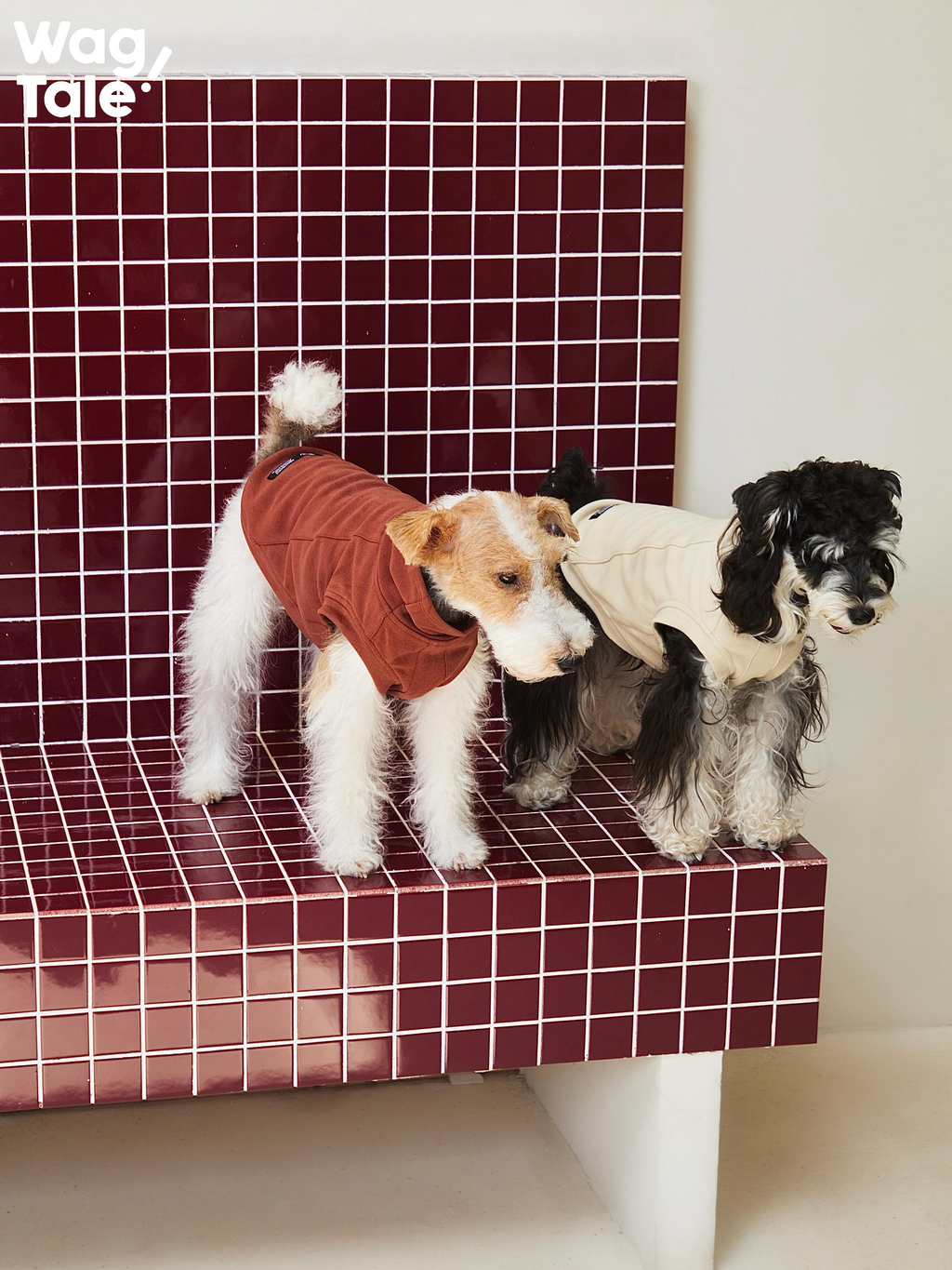 Two dogs standing side by side wearing solid color dog jumpers, showing how the minimalist design works across breeds in daily wear.
