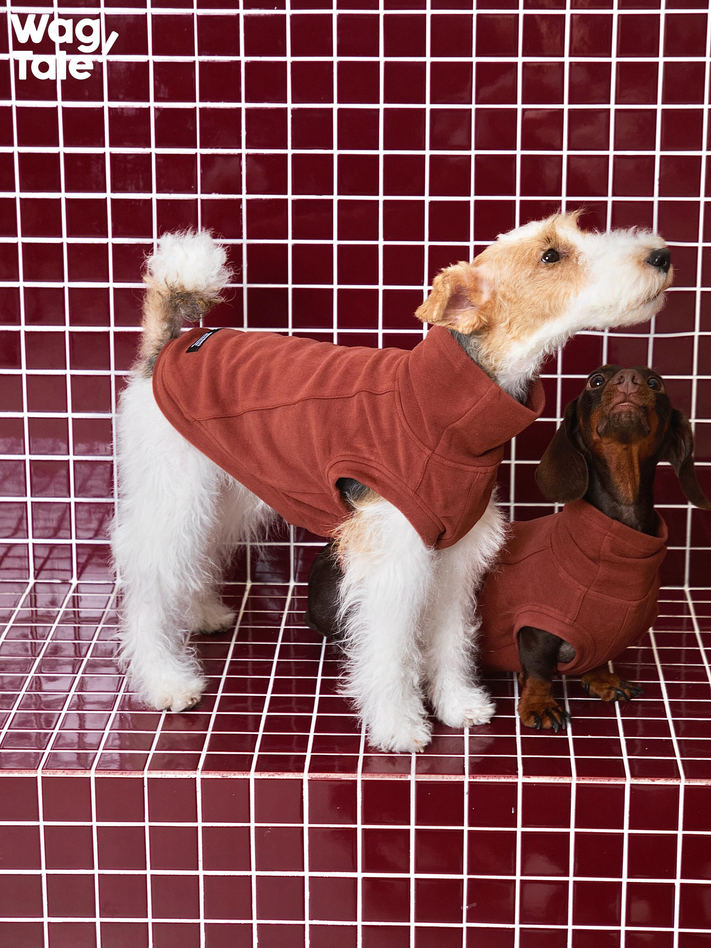 Two small dogs wearing brick red stretch dog jumpers, demonstrating flexible fit and balanced warmth across different body shapes.