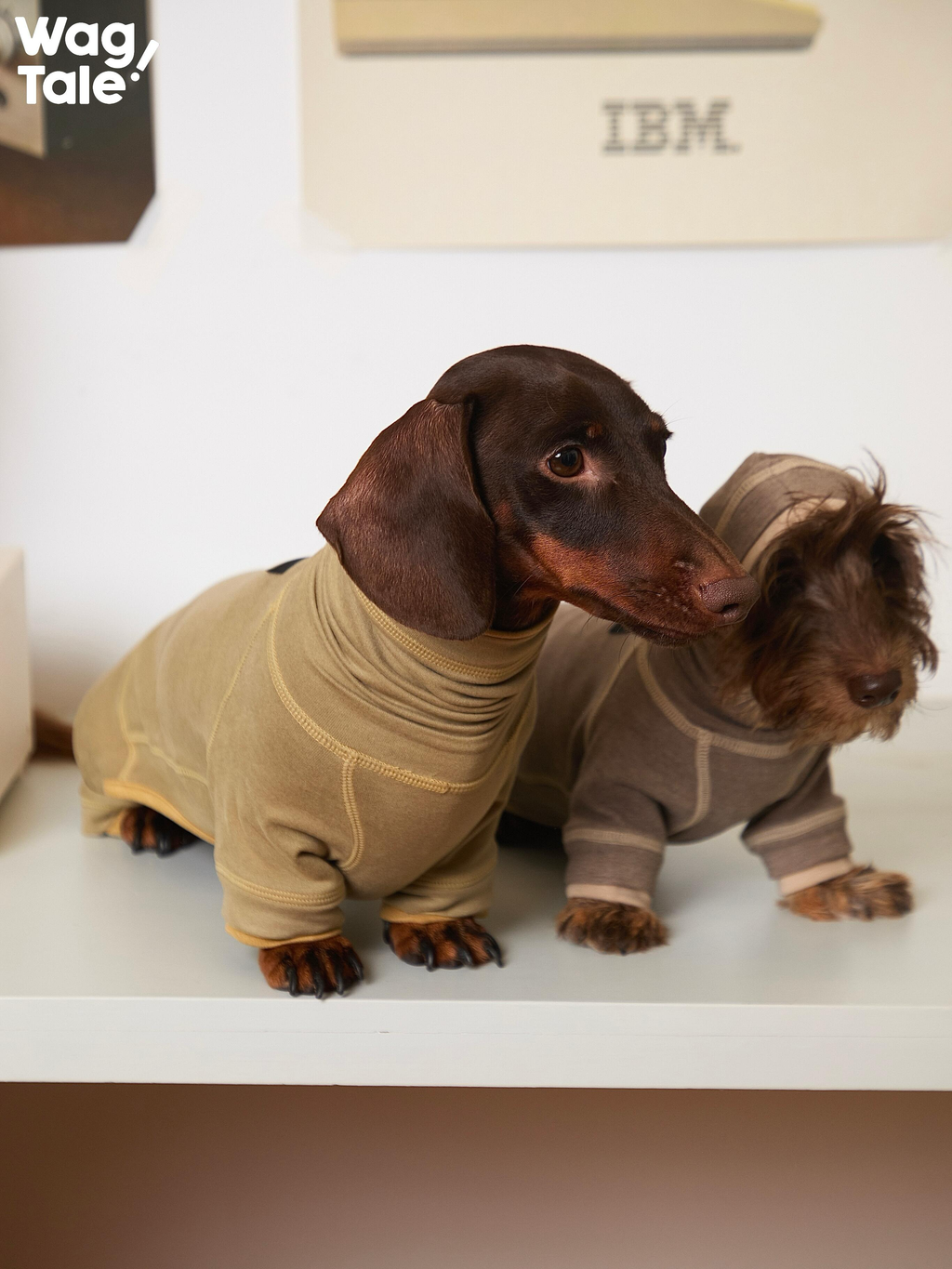 Close view of dachshunds wearing stretchy dog base layer suits, highlighting soft fabric texture, anti-static comfort, and smooth fit around the neck and body.