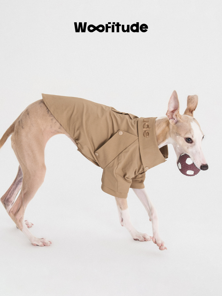 Whippet wearing a structured dog shirt in khaki, featuring short sleeves and a clean collar design during movement.
