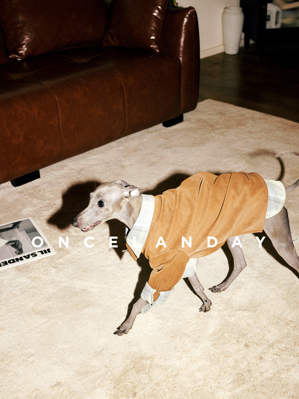 Italian Greyhound walking indoors wearing a brown suede-textured dog jacket with high collar and zip front, with plaid inner layer visible at the neck and cuffs.