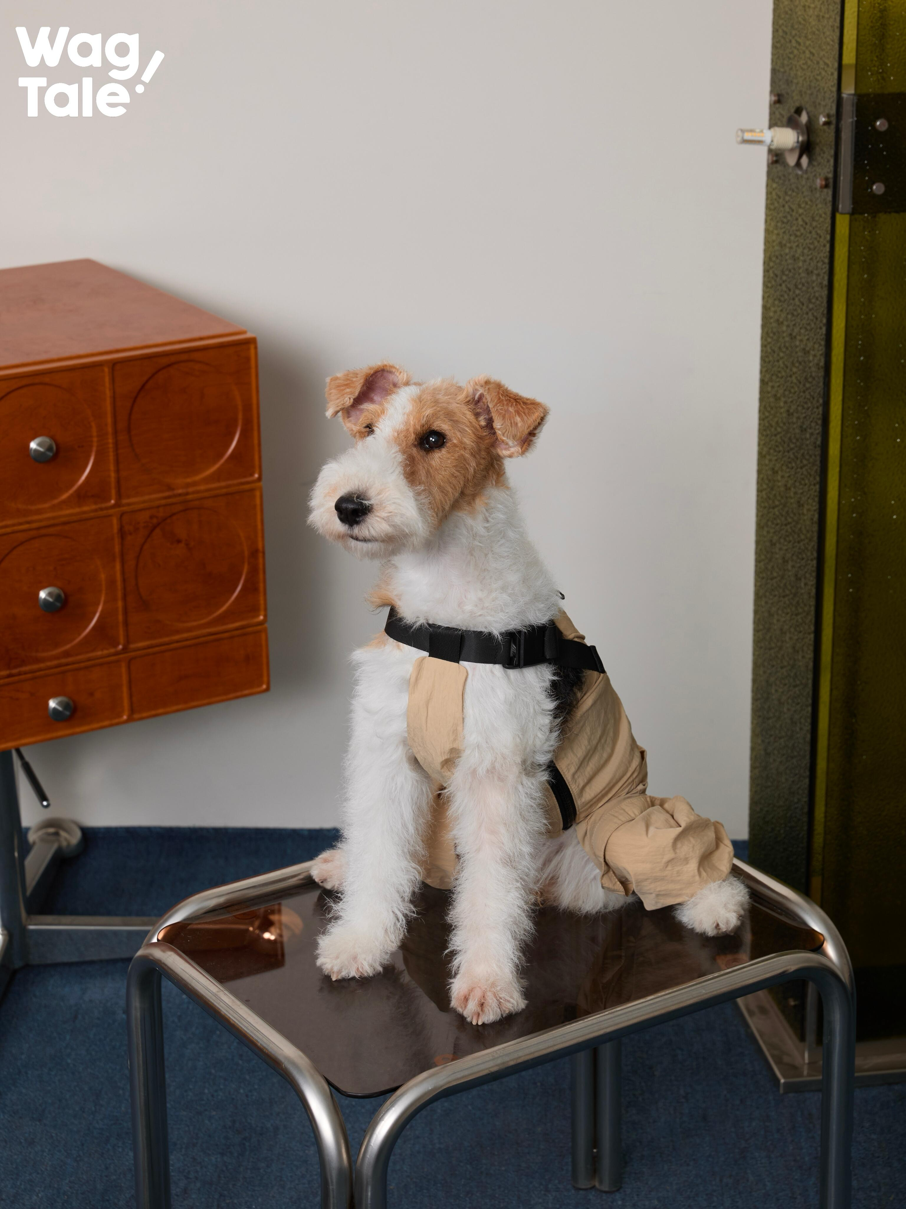 Dog sitting while wearing a summer dog overall, featuring breathable fabric, clean silhouette, and an adjustable design for comfortable daily wear.