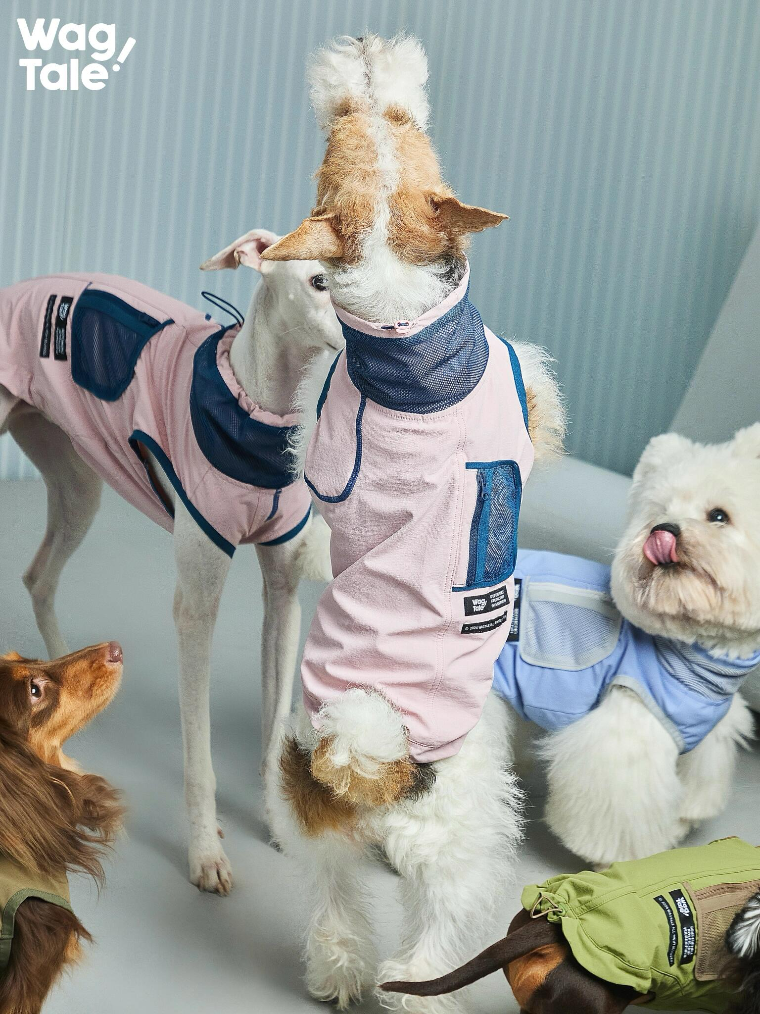 Multiple dogs wearing technical dog vests with breathable mesh pocket panels and a performance outdoor silhouette, designed for active daily wear.