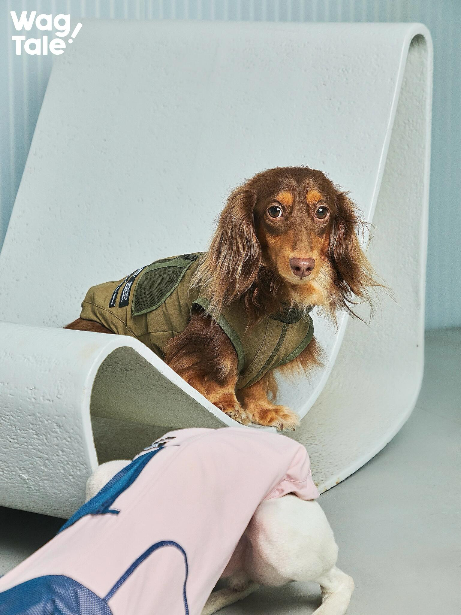 Close-up of a dachshund wearing an olive technical dog vest with a structured fit and utility-style paneling, highlighting the clean outdoor dogwear aesthetic.
