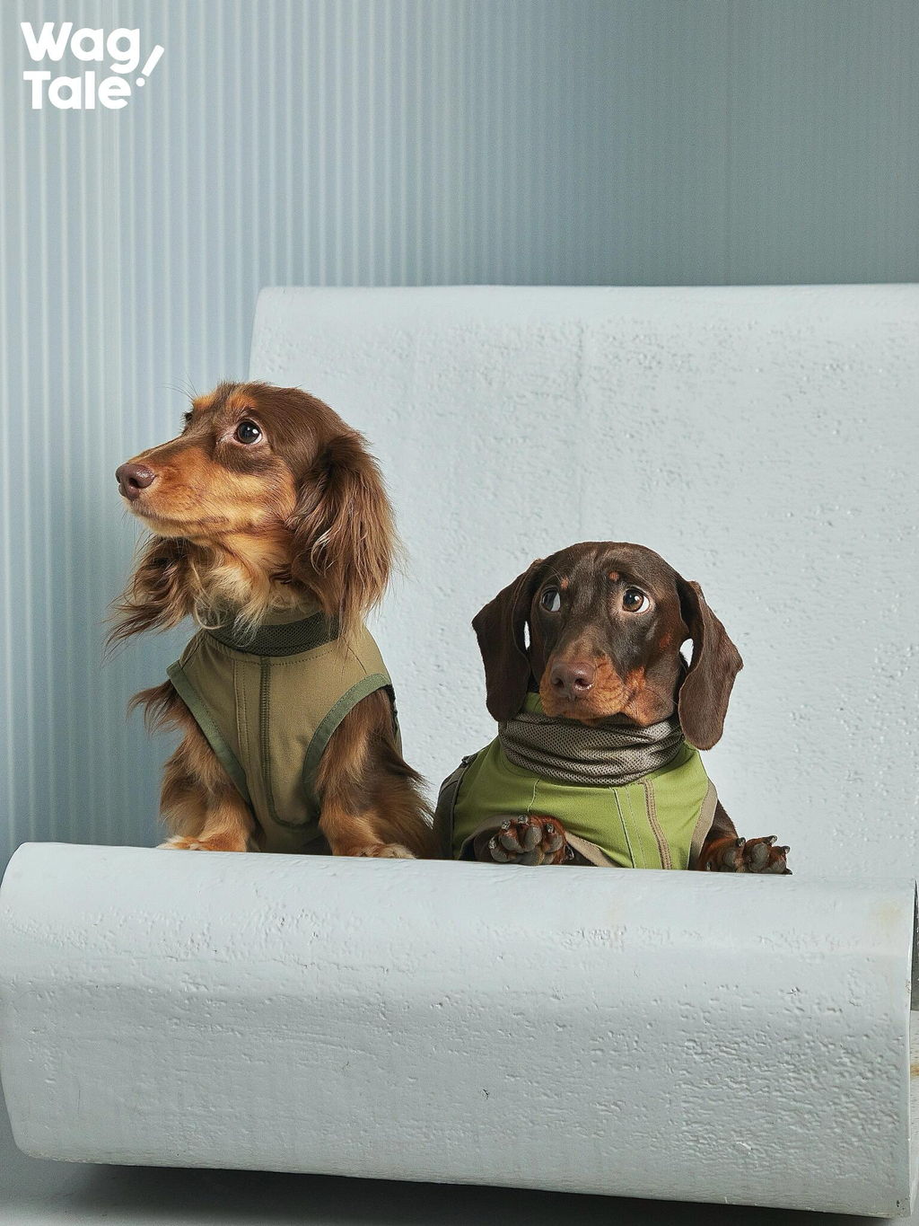 Two dachshunds wearing technical lightweight dog vests in olive and sage, featuring a clean asymmetrical cut in a minimal studio setting.