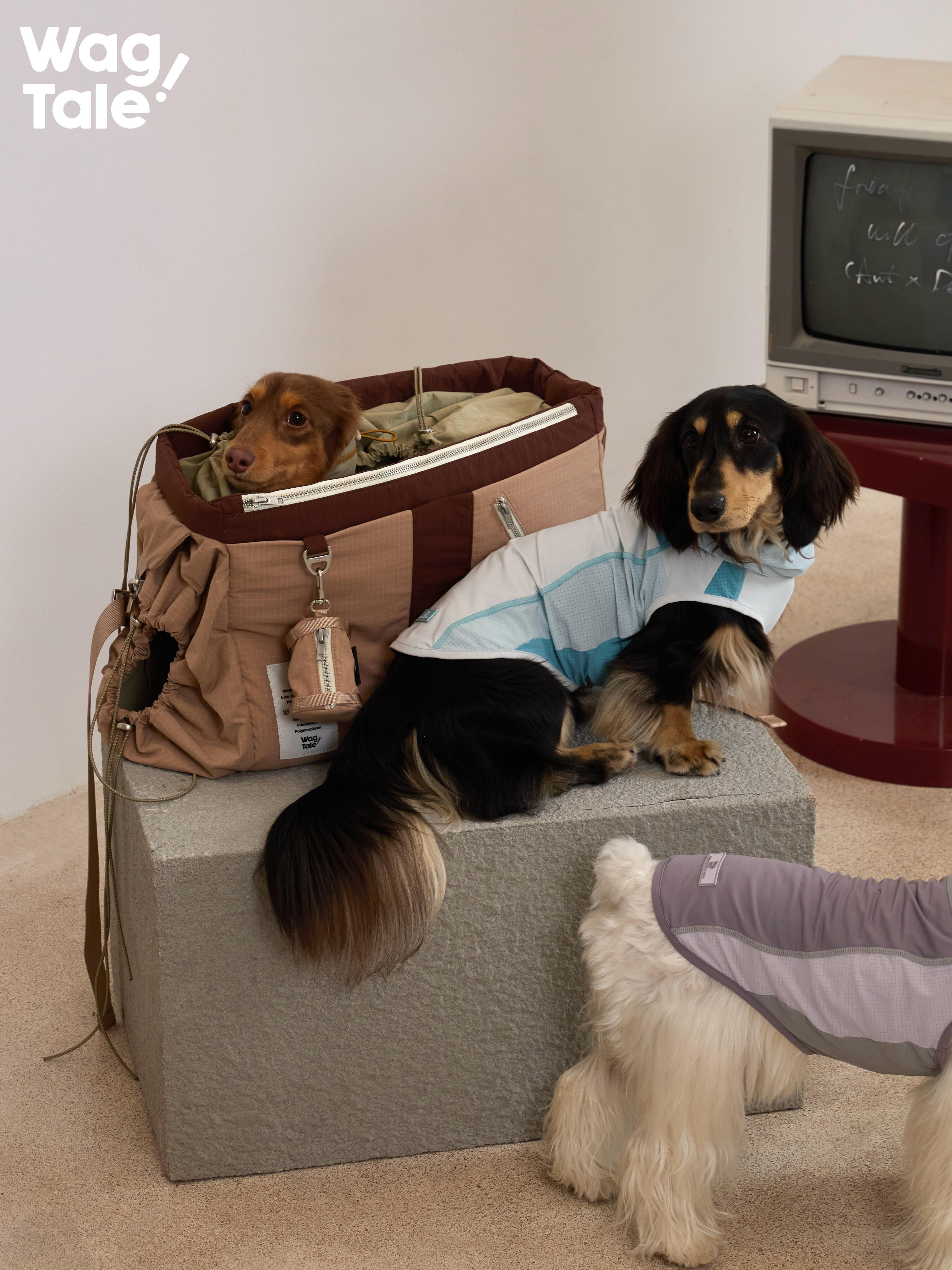 Travel dog carrier bag used alongside multiple small dogs, showing spacious interior, stable base, and suitability for long dog outings.