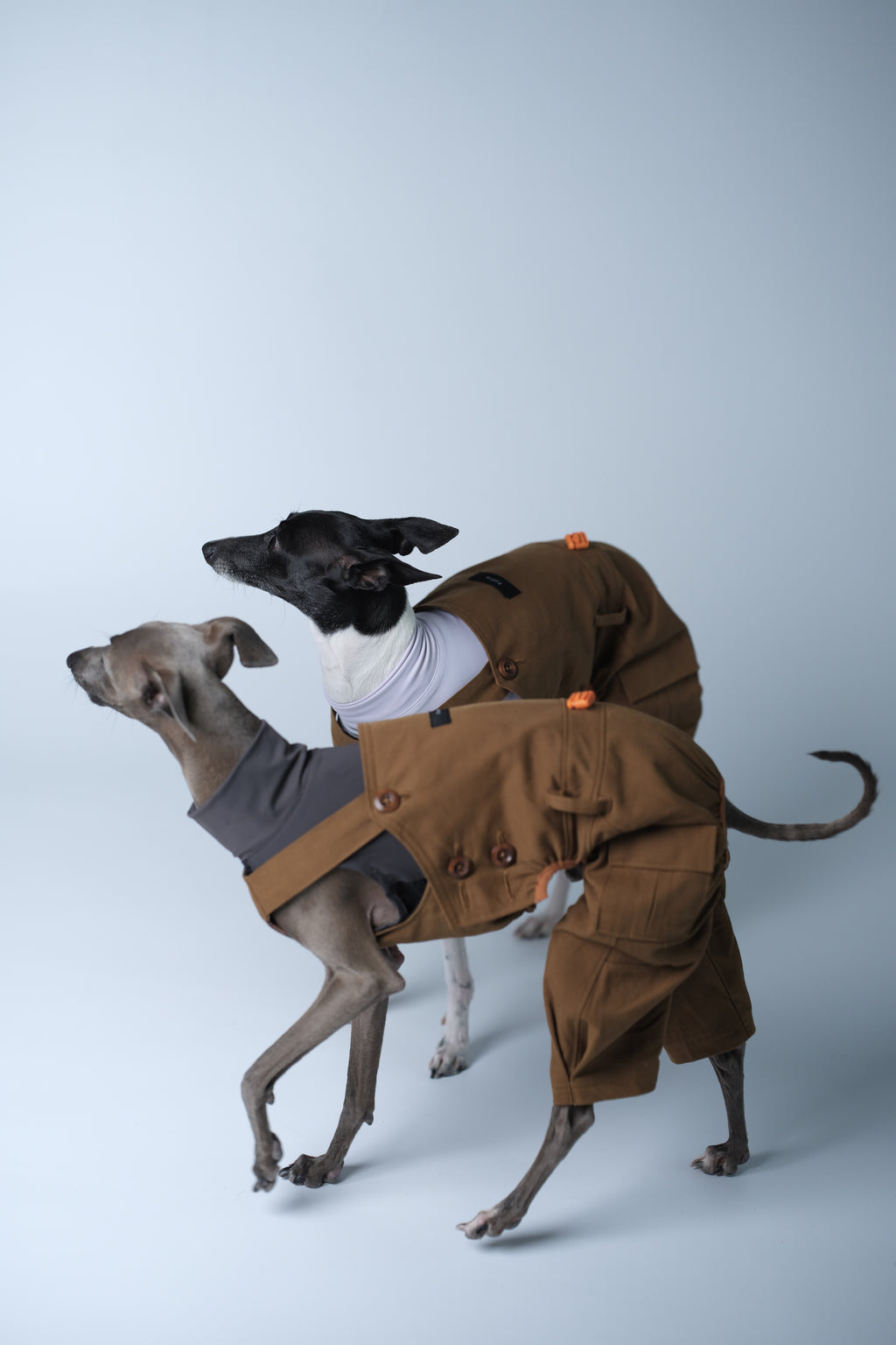 Two dogs wearing matching utility-style dog overalls, interacting naturally in a studio environment.