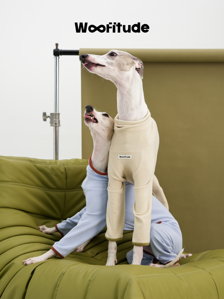 Two Italian Greyhounds interacting while wearing full-body dog suits in light blue and cream colors