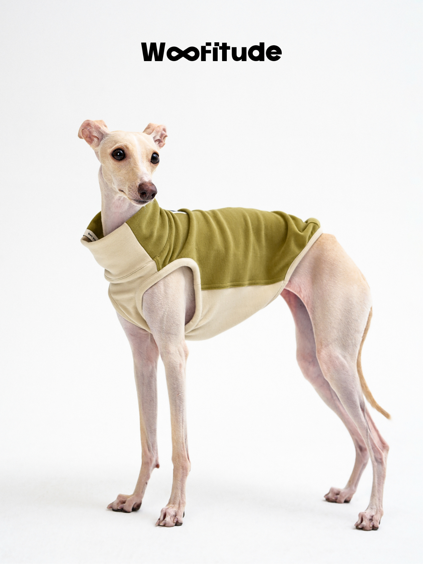 Italian Greyhound standing in a two-tone fleece dog vest, highlighting stretch comfort and clean silhouette.
