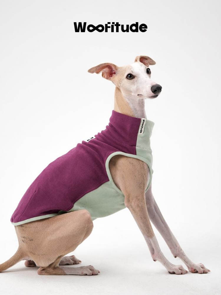 Italian Greyhound wearing a two-tone warm dog vest with high collar design, highlighting soft fleece texture and streamlined fit.