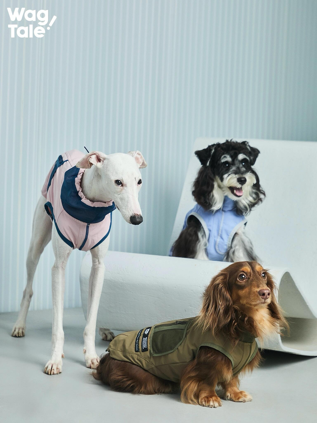 Group studio shot of dogs in urban outdoor dogwear, including lightweight technical dog vests with breathable panels and modern, minimal styling.
