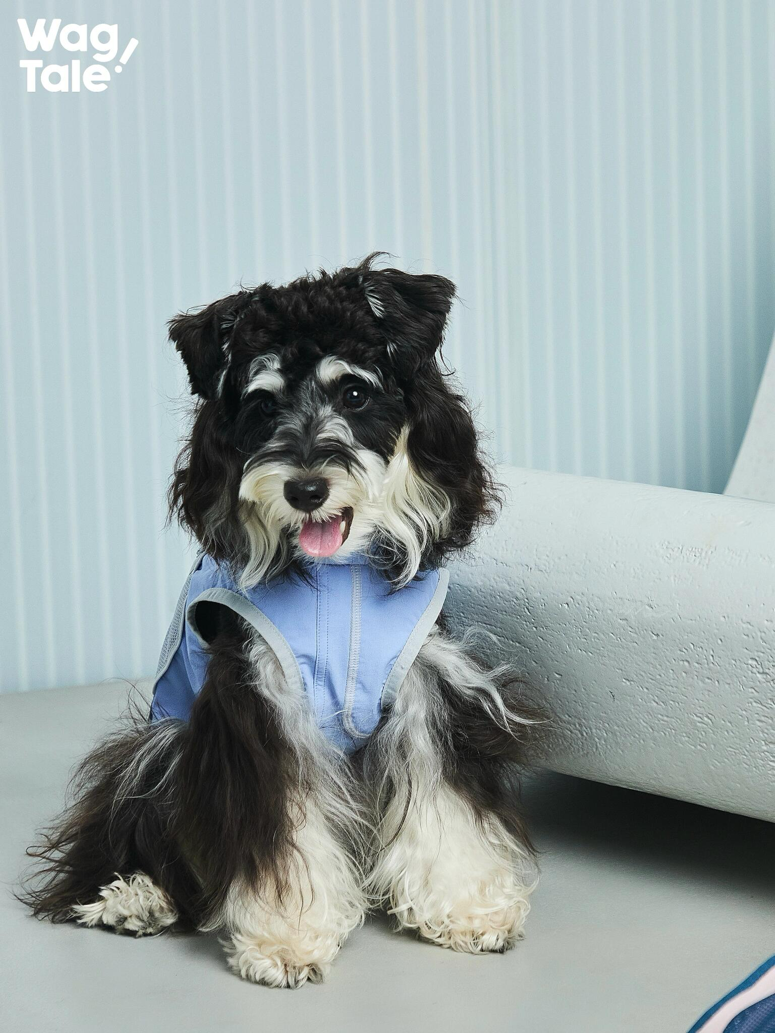 Front view of a small dog wearing an urban outdoor technical dog vest in blue, showcasing a lightweight fit and breathable design for daily wear.
