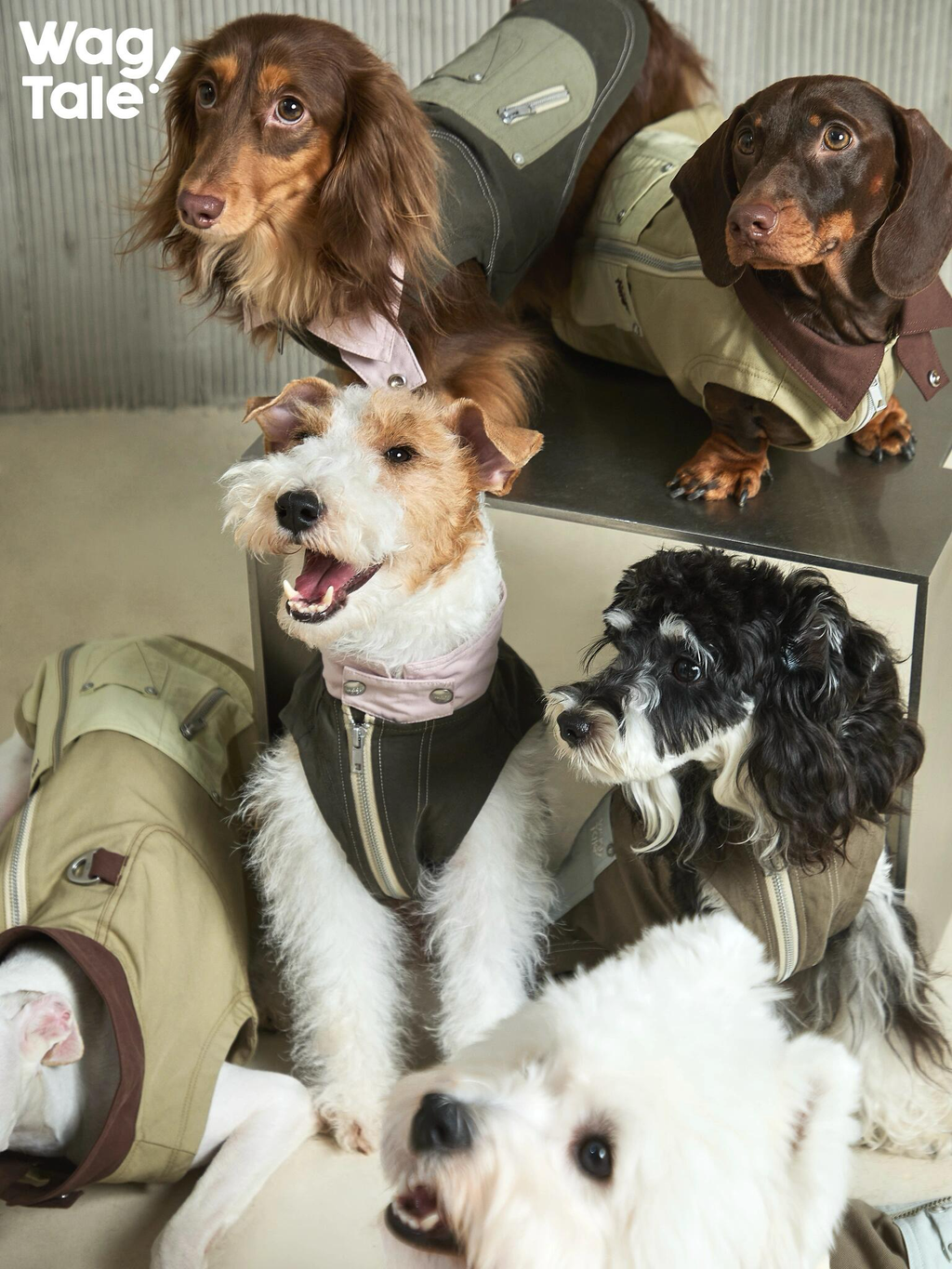 Multiple dogs wearing an urban outdoor utility dog vest collection, showing workwear-style collars, hardware details, and a structured silhouette across different colorways.