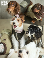 Multiple dogs wearing an urban outdoor utility dog vest collection, showing workwear-style collars, hardware details, and a structured silhouette across different colorways.