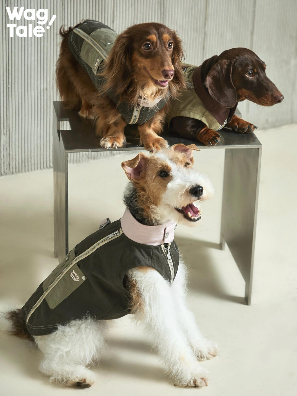 Group shot of dogs in utility dog vests with dual-zip construction and multi-pocket styling, highlighting an asymmetrical, workwear-inspired design for everyday city outings.