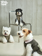 Wide studio scene featuring dogs in workwear-inspired utility dog vests, with a clean structured fit and functional styling designed for modern urban exploration.