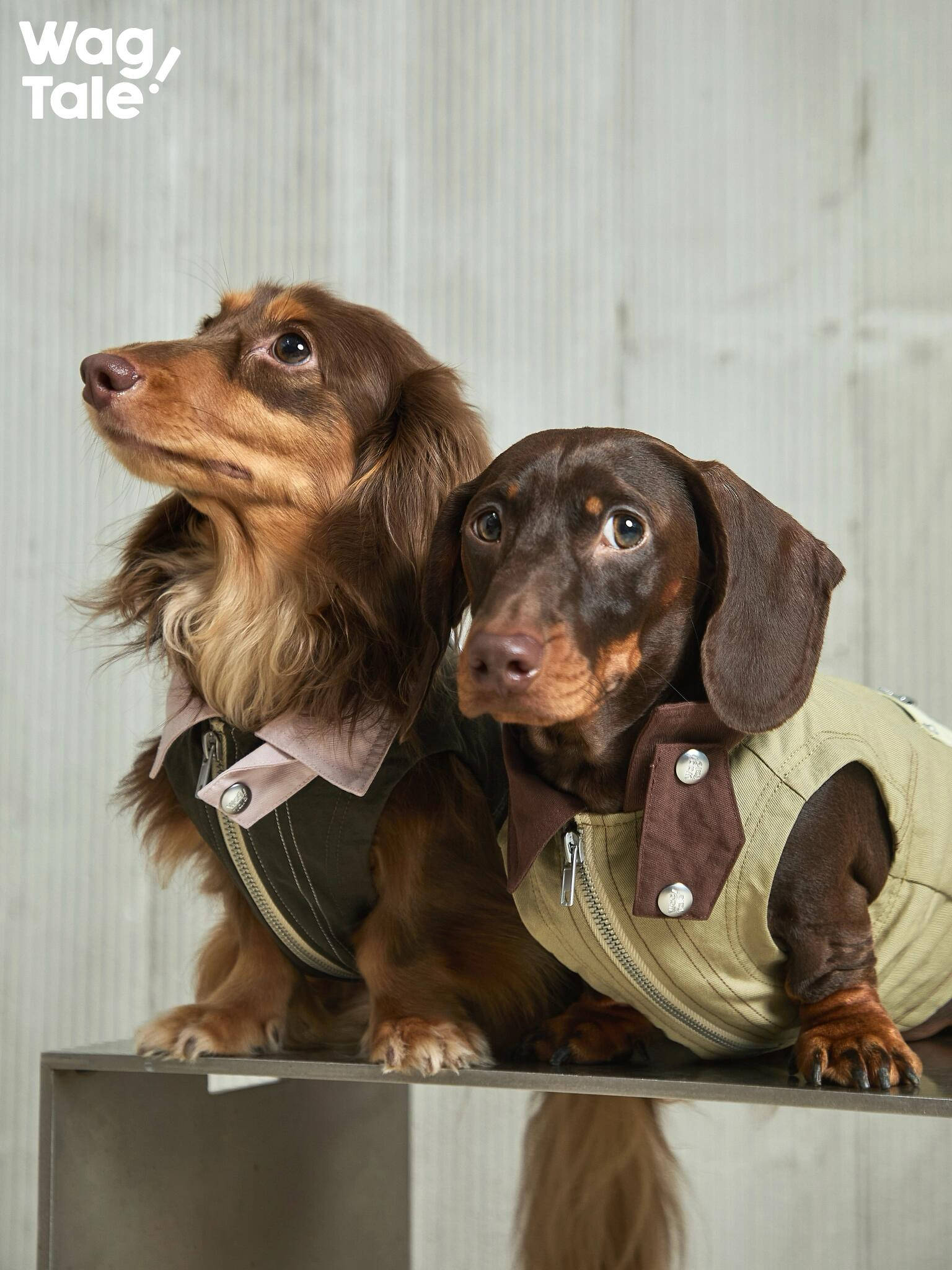 Two dachshunds wearing workwear-inspired utility dog vests in olive and khaki, featuring a dual-zip front and contrast collar detail in a clean studio setting.