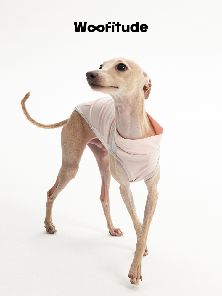 A slim dog stands wearing a light pink UV-protective dog vest, showing the open arm design and smooth front chest panel for easy movement
