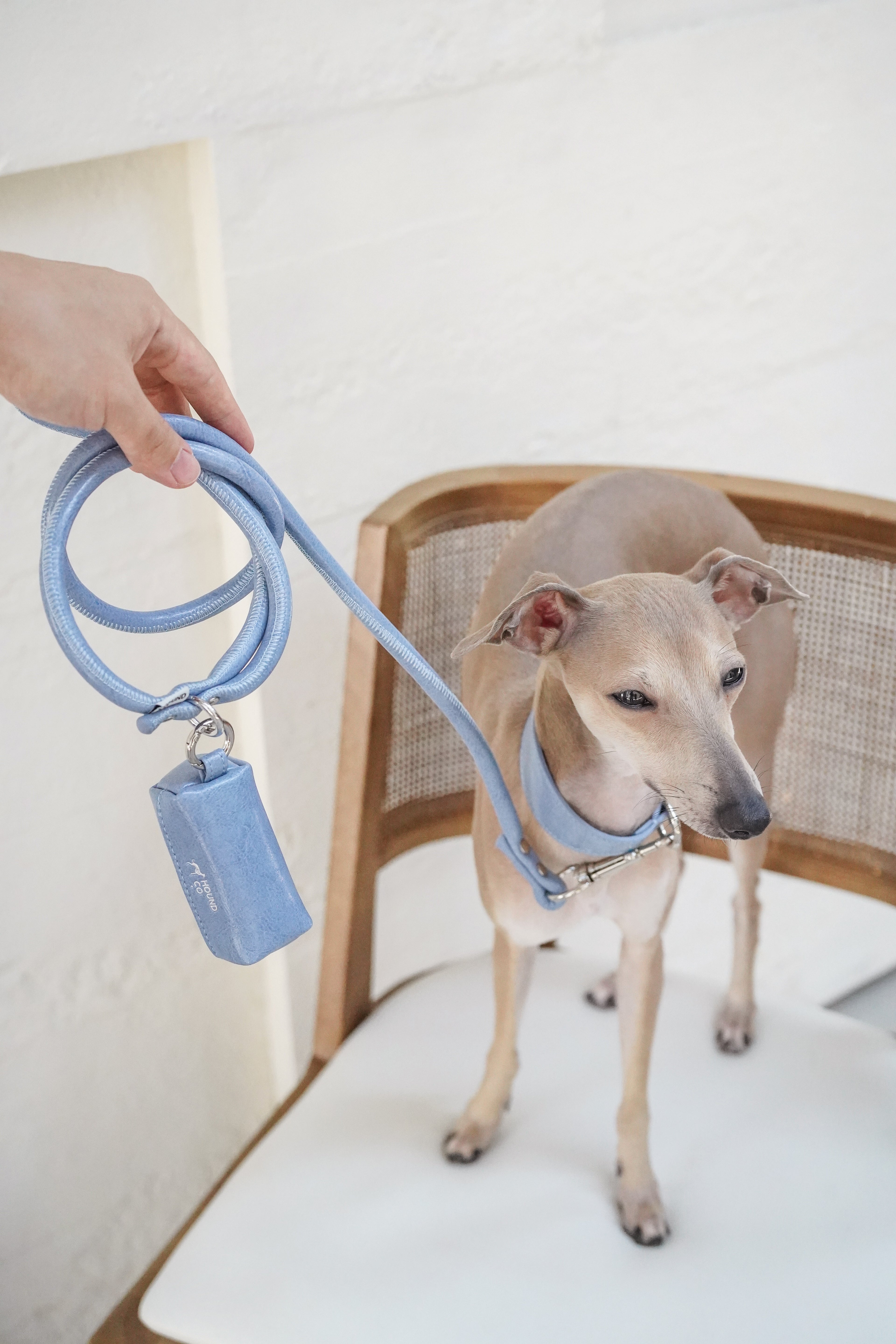 Sighthound standing on a chair wearing a light blue vegan leather dog collar, paired with a matching leash and poop bag holder; complete animal-free walking set for daily use.